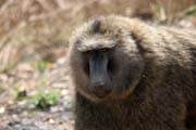 Monkeys are frequently seen along the main road N'Gaound�r� - Maroua. Cameroon.