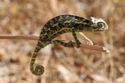 Chameleon. Cameroon.