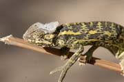 Chameleon. Cameroon.