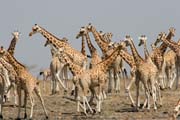 Giraffes. Waza National Park. Cameroon.