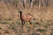 Red Hartebeast, Waza National Park. Cameroon.