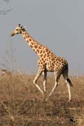 Giraffe. Waza National Park. Cameroon.