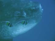 Ocean Sunfish (Mola Mola) at Crystal Bay dive site near Nusa Penida island. Bali, Indonesia.