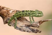 Even at Sahara desert there is a life - small chameleon. Niger.