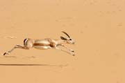 Even at Sahara desert there is a life - wonderful gazelle. Niger.