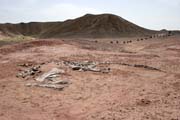 Skeleton of dinosaur - brontosaurus. Dinosaur cemetery near Agadez town. Niger.