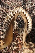 Shark teeth. Socotra (Suqutra) island at Dihamri Marine Protected Area. Yemen.