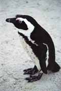 Penguins at Boulders Beach. South Africa.