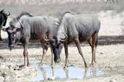 Blue wildebeest, Kalahari Gemsbok National Park. South Africa.