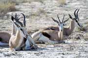 Springbok, Kalahari Gemsbok National Park. South Africa.