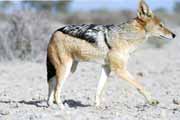 Black-backed jackal, Kalahari Gemsbok National Park. South Africa.