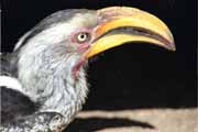Yellow-billed hornbill, Kalahari Gemsbok National Park. South Africa.