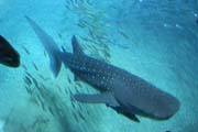 Whale shark. Aquarium at Osaka. Japan.