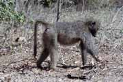 Baboon, Kruger National Park. South Africa.