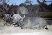Buffalo, Kruger National Park. South Africa.