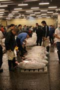 Morning tuna auction. Sellers are checking quality of tunas. Tsukiji fish market, Tokyo. Japan.