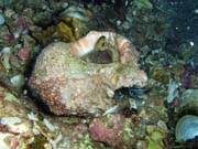 Shell. Richelieu Rock dive site. Thailand.