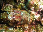 Head of Smallscale Scorpionfish. Richelieu Rock dive site. Thailand.