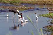 Saddle-billed stork, Kruger National Park. South Africa.