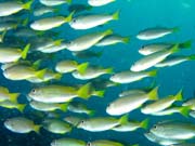 School of fishes - probably Yellow-band Fusilier. Richelieu Rock dive site. Thailand.
