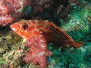 Grouper. Richelieu Rock dive site. Thailand.