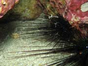 Shrimps (Hingebeak Shrimp). Richelieu Rock dive site. Thailand.