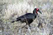 Southern ground-hornbill, Kruger National Park. South Africa.