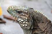Iguana, Santiago de Cuba area. Cuba.