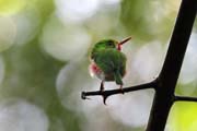 Bird, Ci�naga de Zapata (Gran Parque Natural Montemar). Cuba.