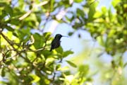 Hummingbird, Ci�naga de Zapata (Gran Parque Natural Montemar). Cuba.