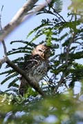 Owl, Ci�naga de Zapata (Gran Parque Natural Montemar). Cuba.