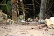 Crabs, Parque Nacional Pen�nsula de Guanahacabibes. Cuba.