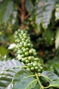 Coffee, Vinales valley (Valle de Vinales). Cuba.
