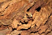 Dried tobacco leaves, tobacco farm, Vinales valley (Valle de Vinales). Cuba.