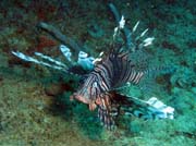 Lion fish, Playa Santa Lucia. Cuba.