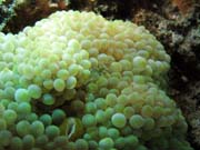 Shrimp, Playa Santa Lucia. Cuba.