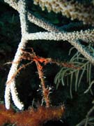 Spider crab, El Encanto dive site, Maria La Gorda. Cuba.