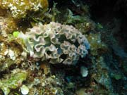 Worm, El Valle Del Coral (Valley of Black Coral) dive site, Maria La Gorda. Cuba.