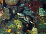 Crab, El Sal�n De Maria dive site, Maria La Gorda. Cuba.