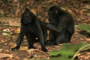 Black Macaques Monkey, Tangkoko National Park. Sulawesi, Indonesia.