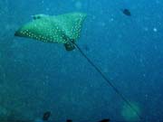 Eangle ray, Bangka dive sites. Sulawesi, Indonesia.