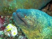 Moray eel, Bangka dive sites. Sulawesi, Indonesia.