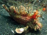 Scorpionfish, Lembeh dive sites. Sulawesi, Indonesia.