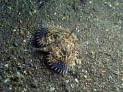 Scorpionfish, Lembeh dive sites. Sulawesi, Indonesia.