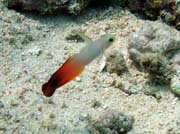 Goby fish, Bunaken dive sites. Sulawesi, Indonesia.