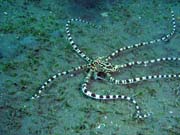 Mimic octopus, Lembeh dive sites. Sulawesi, Indonesia.