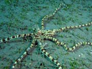 Mimic octopus, Lembeh dive sites. Sulawesi, Indonesia.