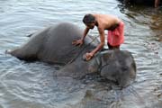 Elephants bathing at Kodanad near Kochi, Kerala. India.