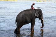 Elephants bathing at Kodanad near Kochi, Kerala. India.