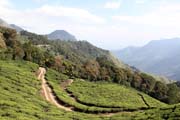 Tea plantations around Munnar town, Kerala. India.